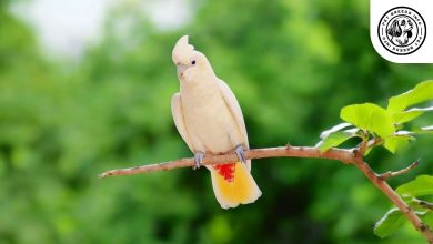 Philippine Cockatoo