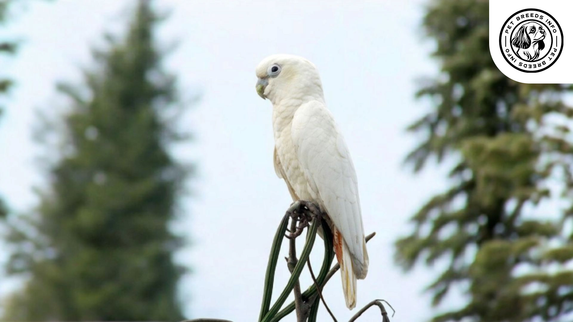 Philippine Cockatoo Care