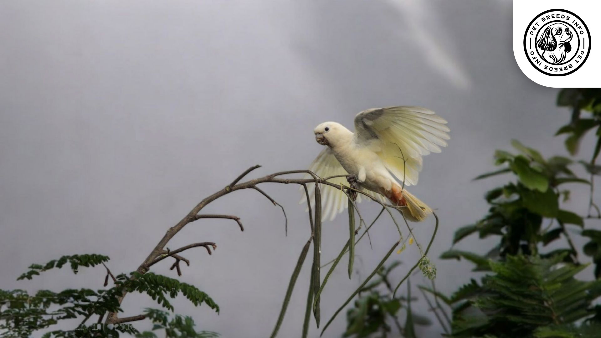 Philippine Cockatoo Personality