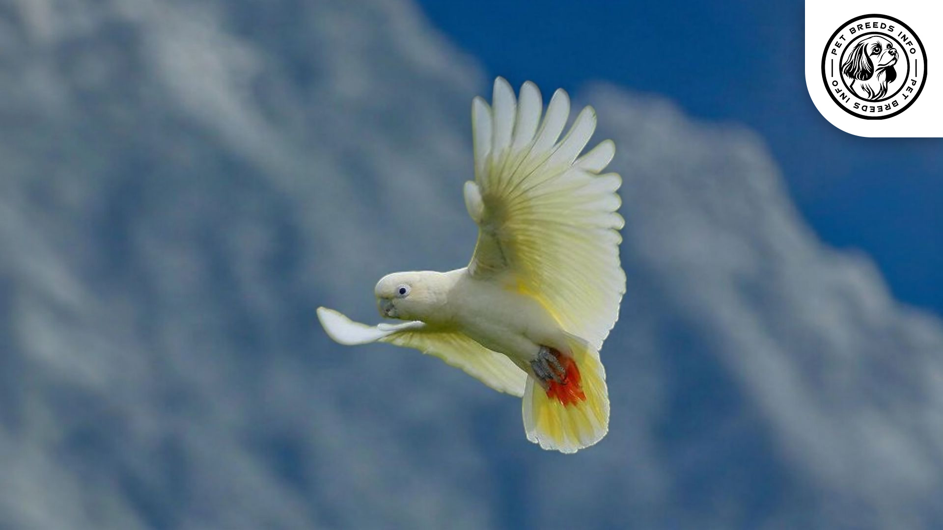 Philippine Cockatoo Physical Characteristics