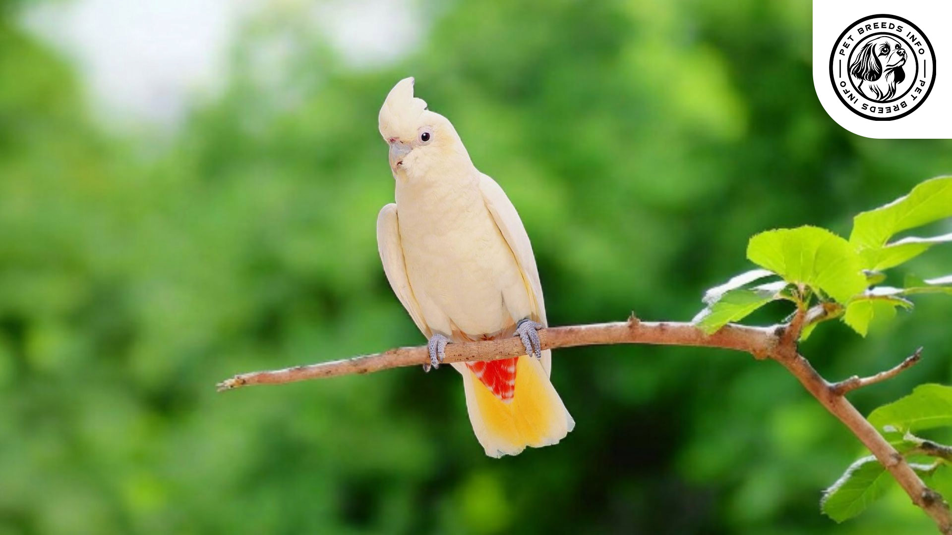 Philippine Cockatoo