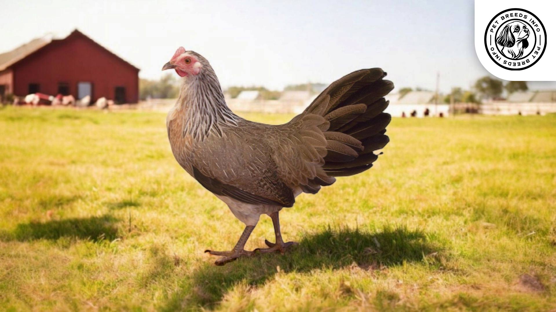 Phoenix Chicken Care