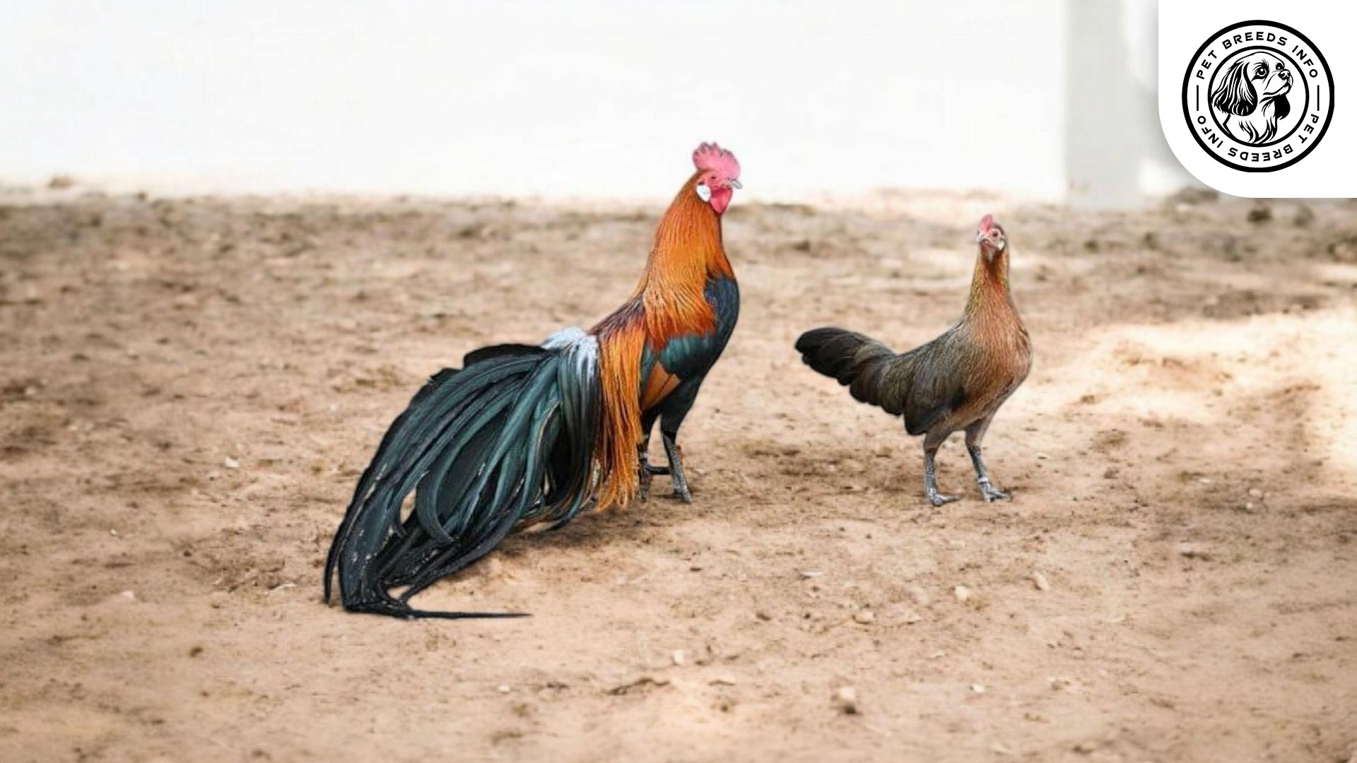 Phoenix Chicken Interaction
