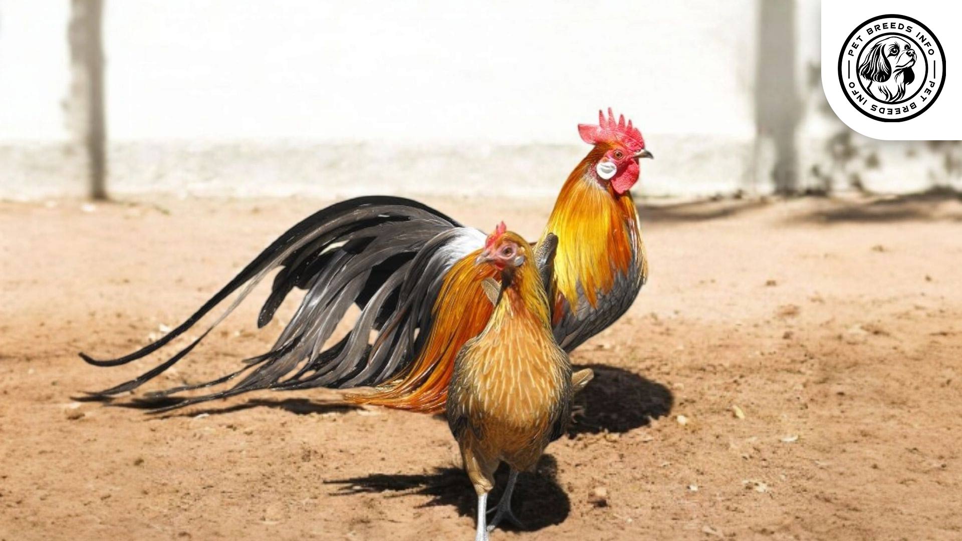 Phoenix Chicken Physical Characteristics