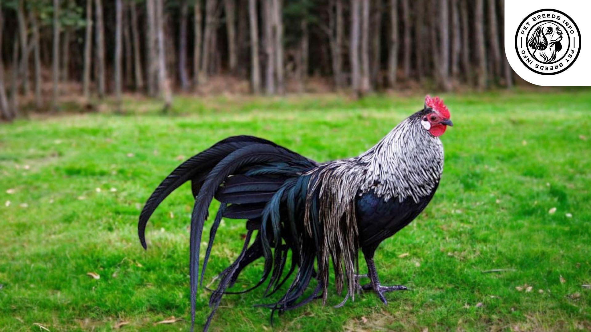 Phoenix Chicken Phoenix Chicken Breed: Personality, Lifespan, Food & Care