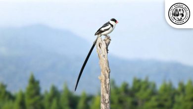 Pin-tailed Whydah