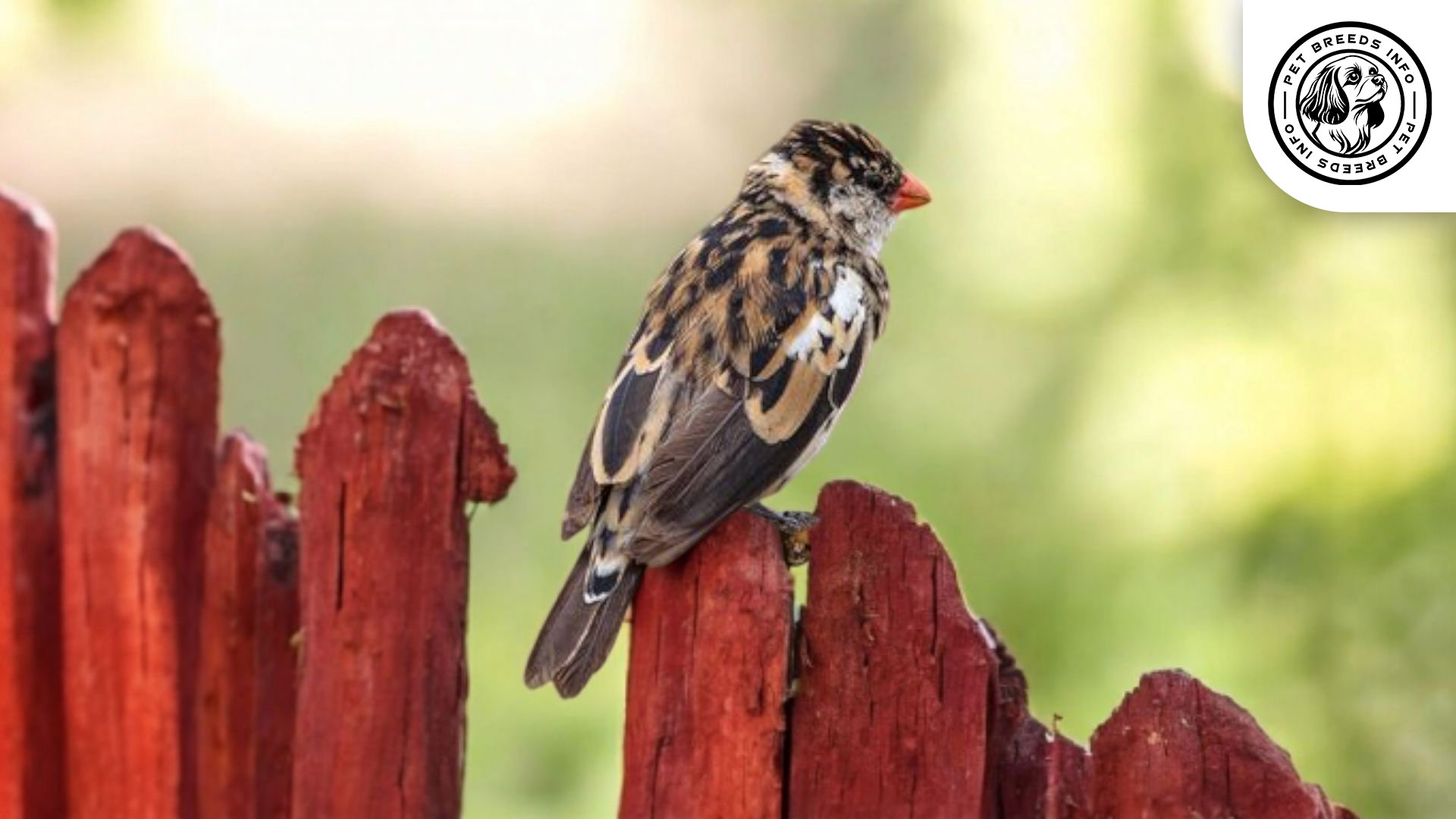 Pin-tailed Whydah Care