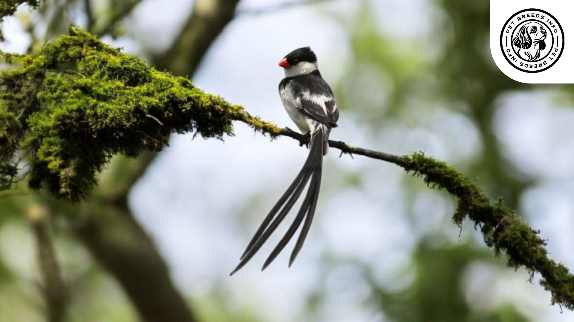 Pin-tailed Whydah Personality