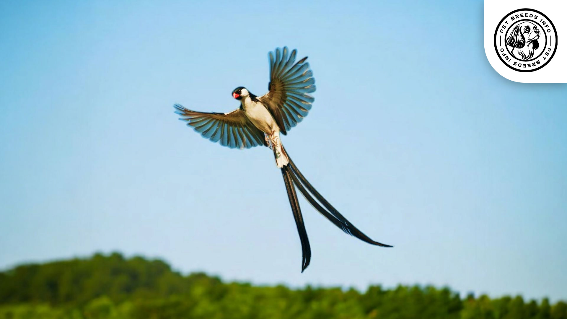 Pin-tailed Whydah Physical Characteristics