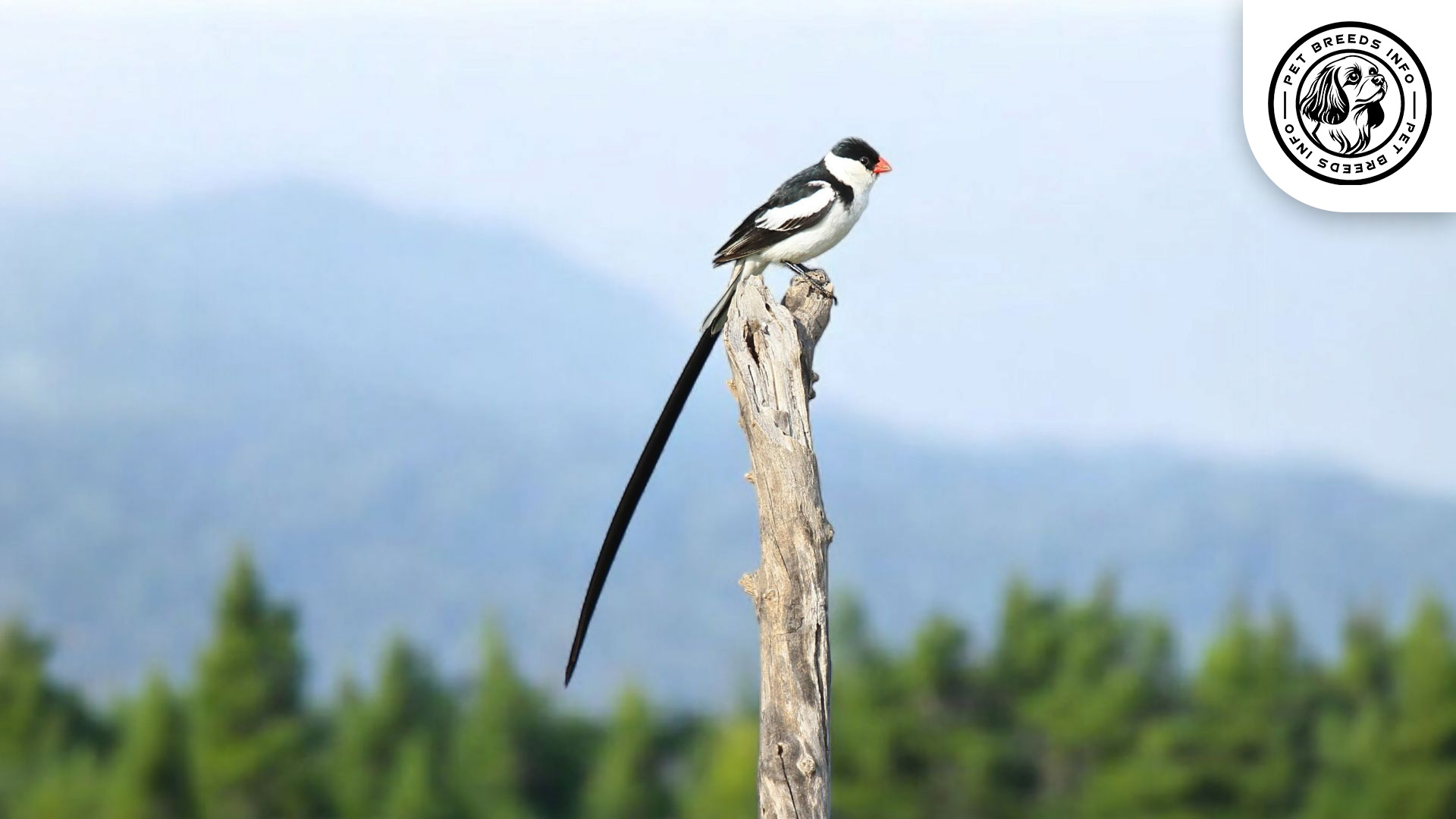 Pin-tailed Whydah