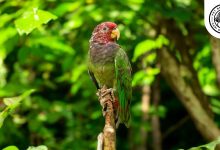 Plum-crowned Pionus