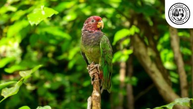 Plum-crowned Pionus