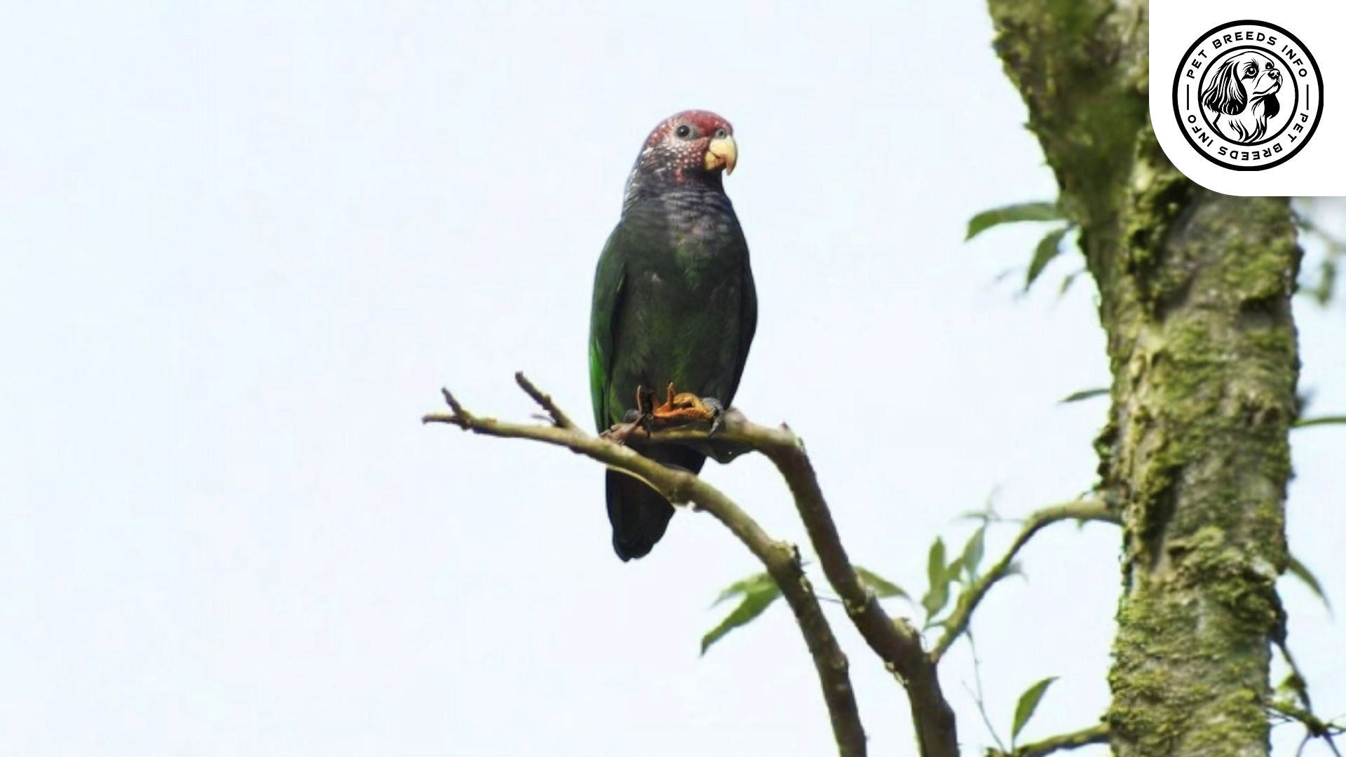 Plum-crowned Pionus Personality