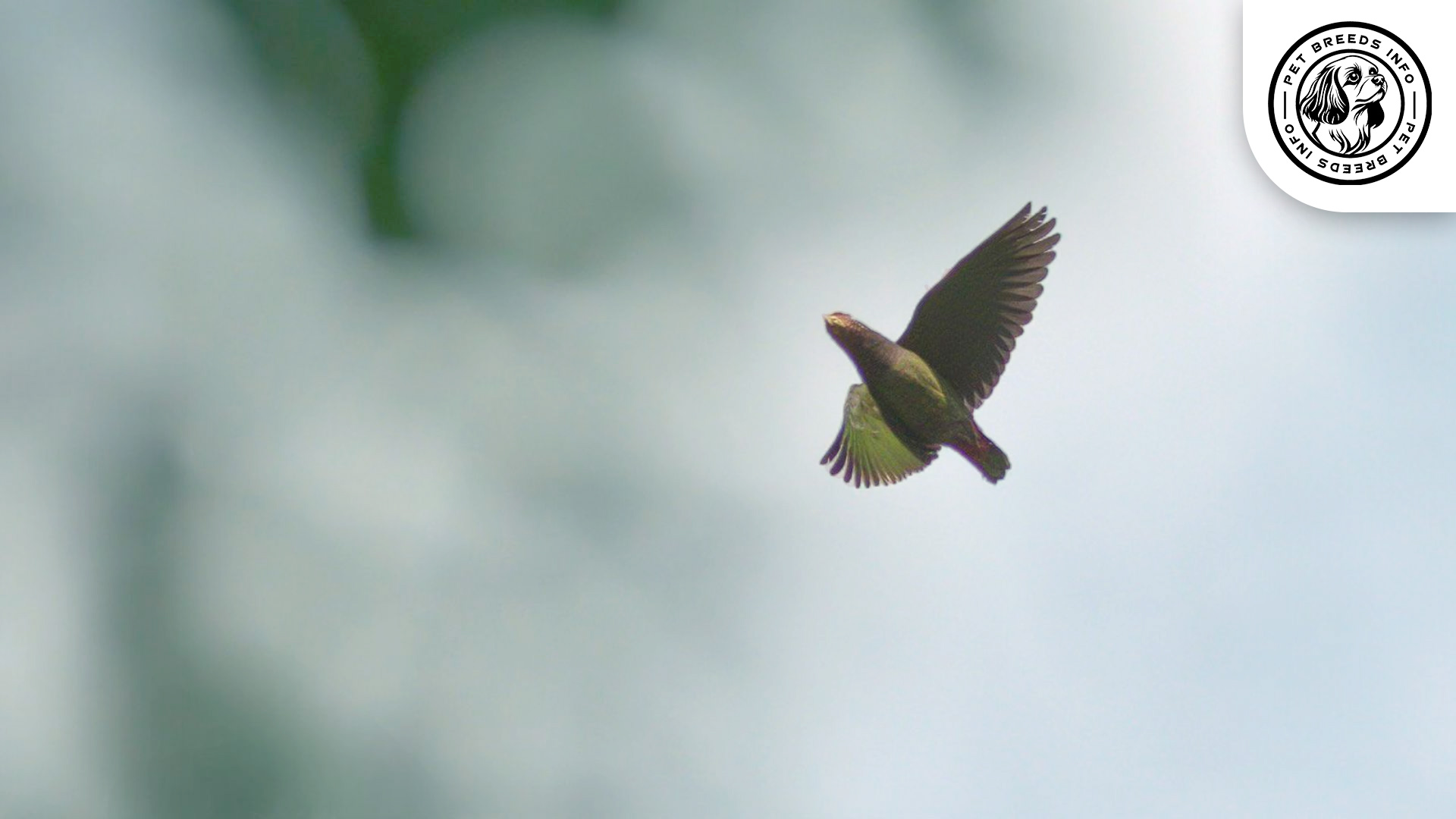 Plum-crowned Pionus Physical Characteristics
