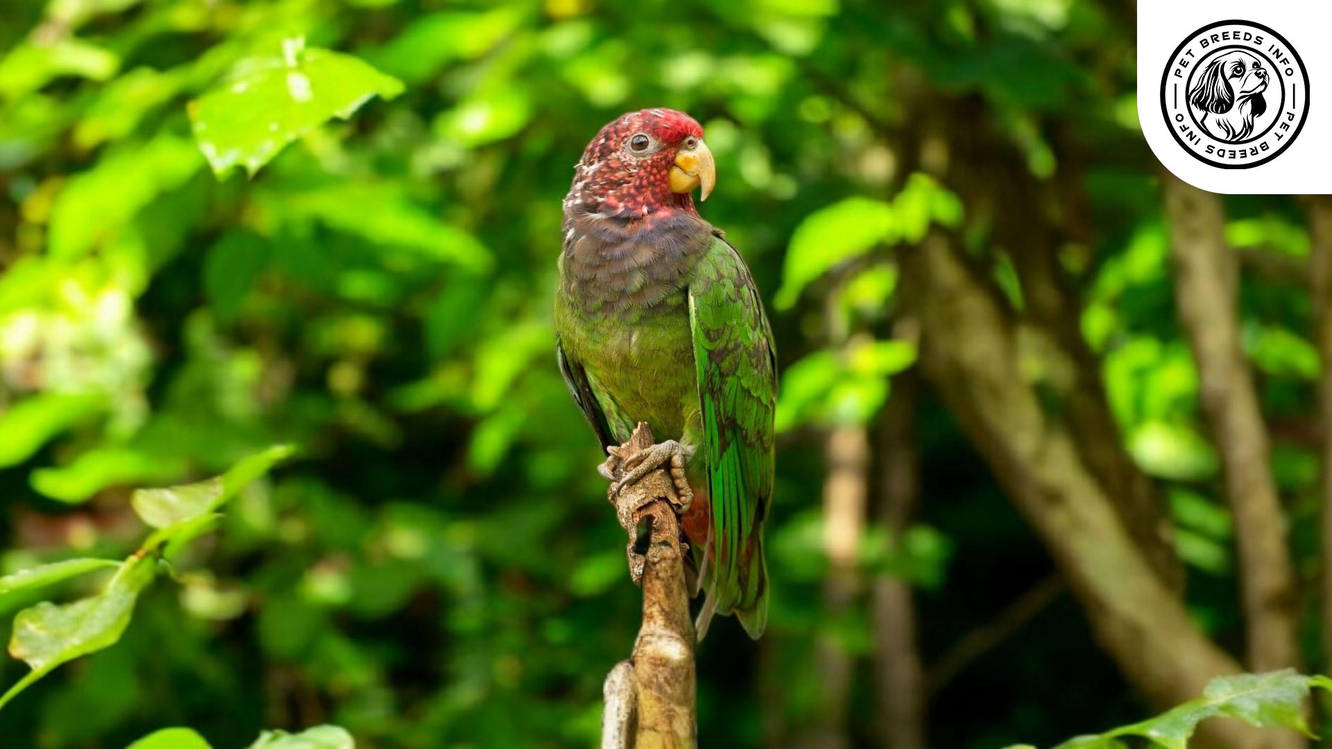 Plum-crowned Pionus