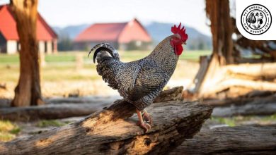 Plymouth Rock Chicken
