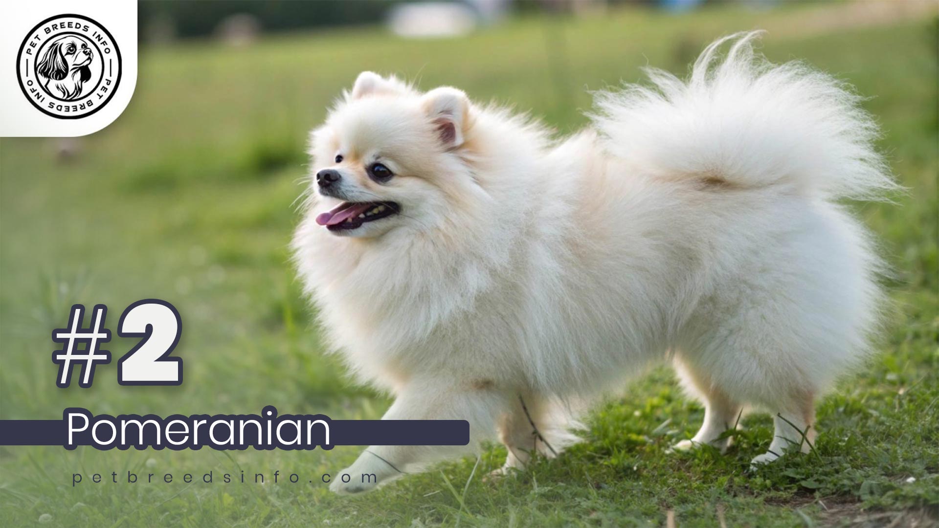 Pomeranian Dog