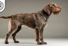 Pudelpointer Dog