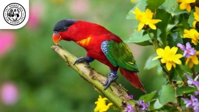 Purple-naped Lory