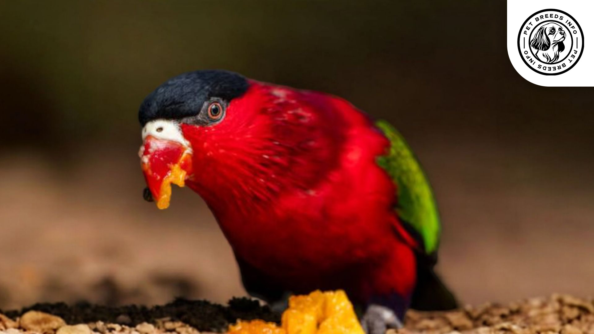 Purple-naped Lory Diet