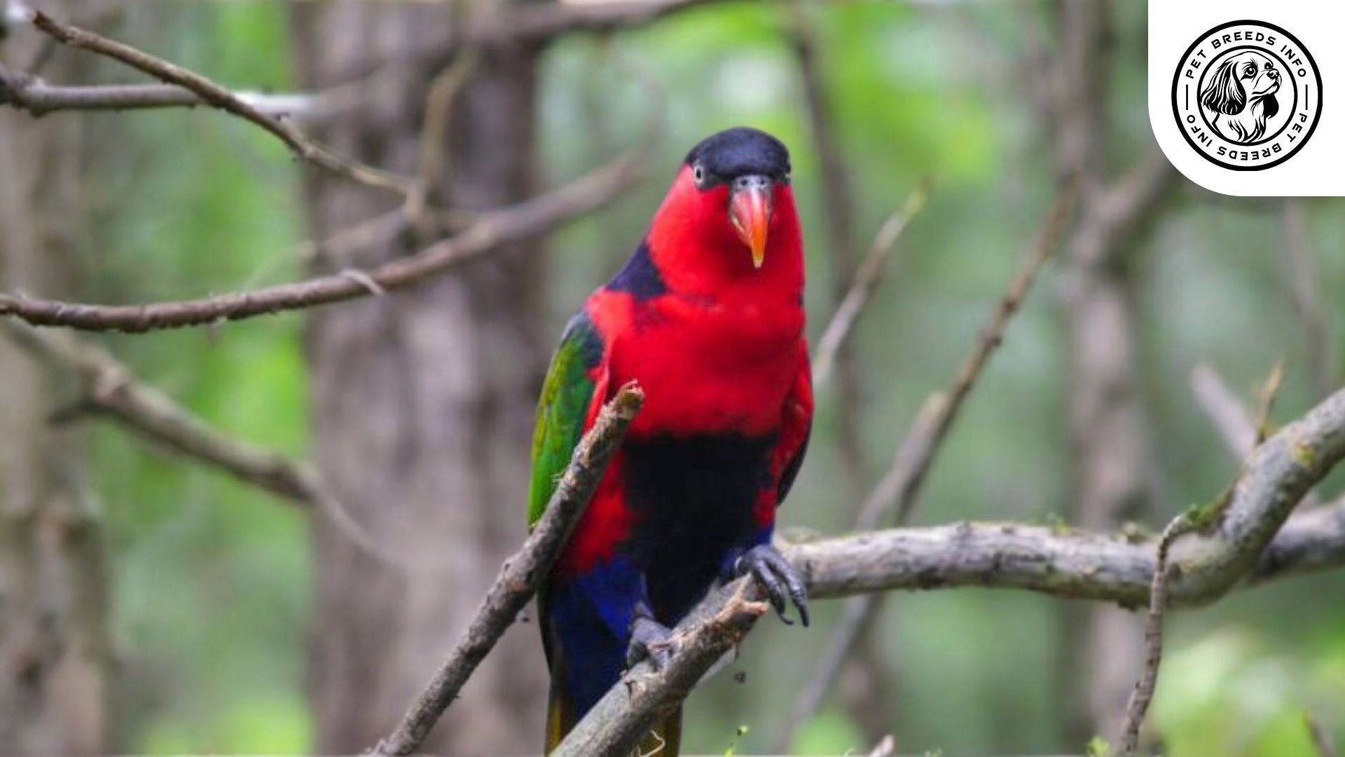 Purple-naped Lory Personality