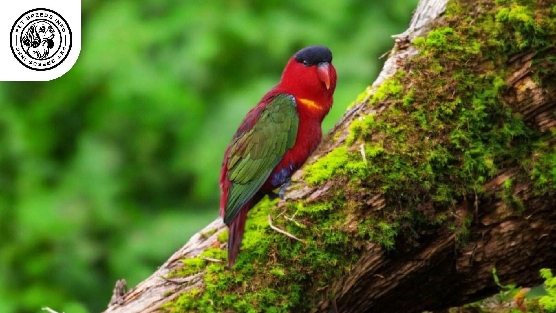 Purple-naped Lory Physical Characteristics