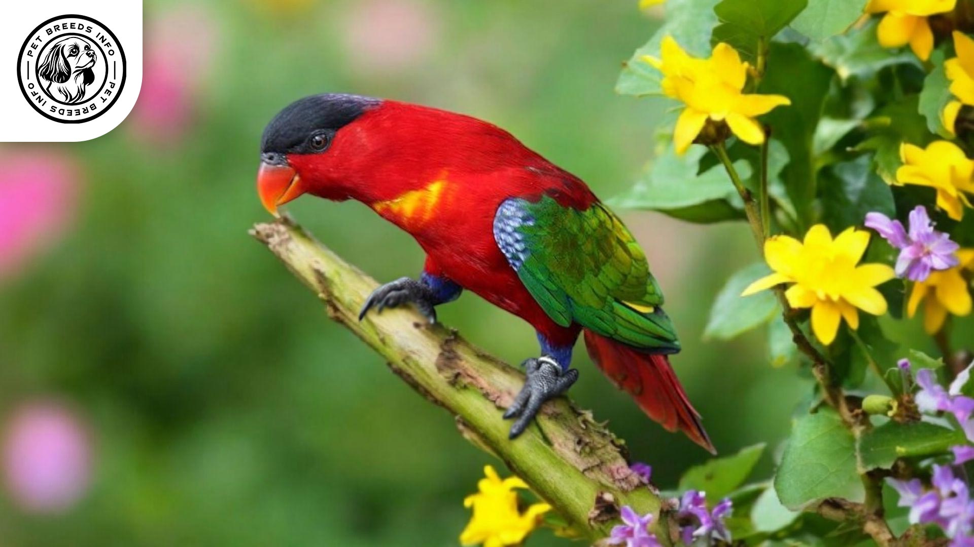 Purple-naped Lory