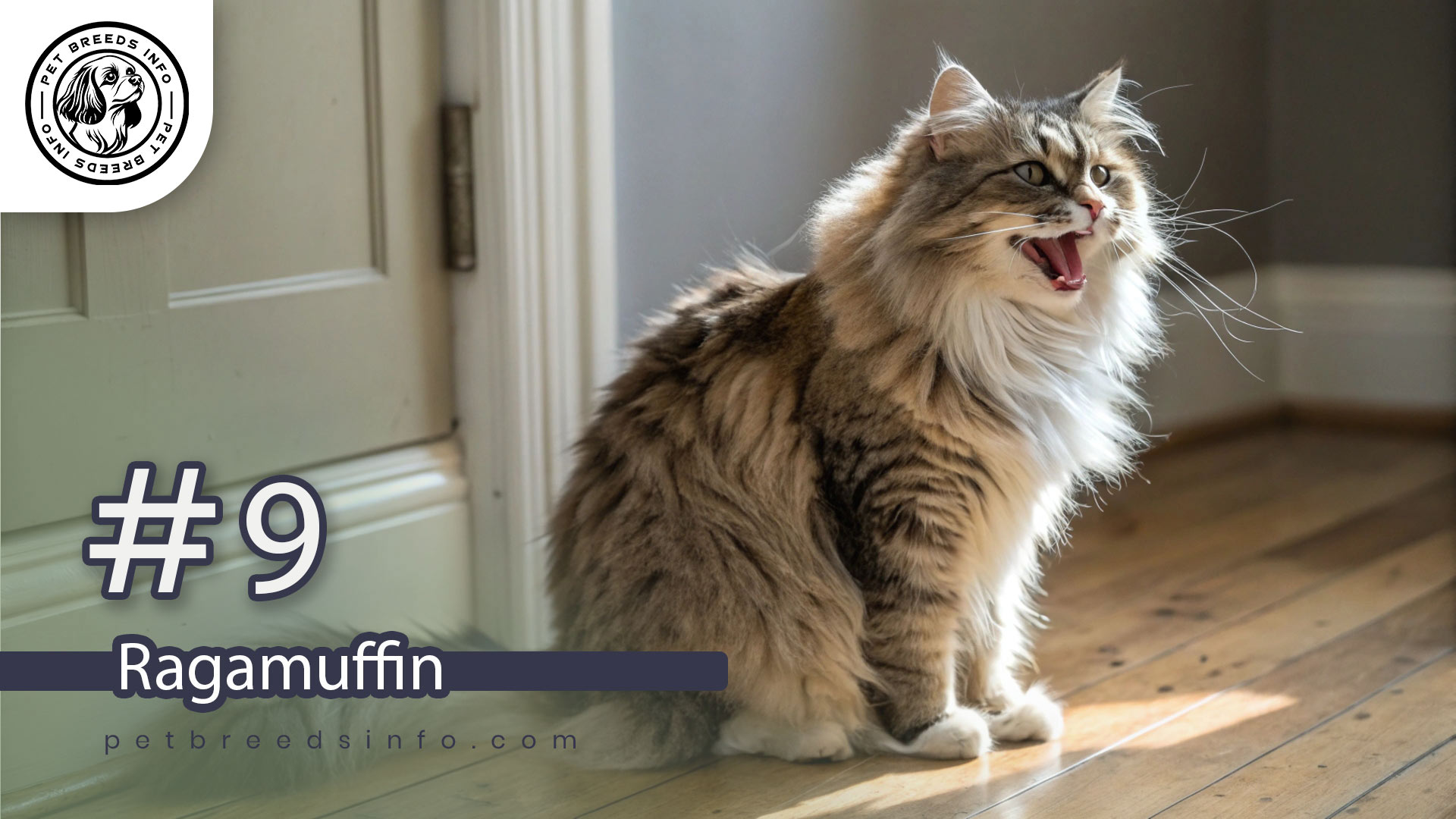 Ragamuffin cat