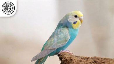 Rainbow Budgerigar