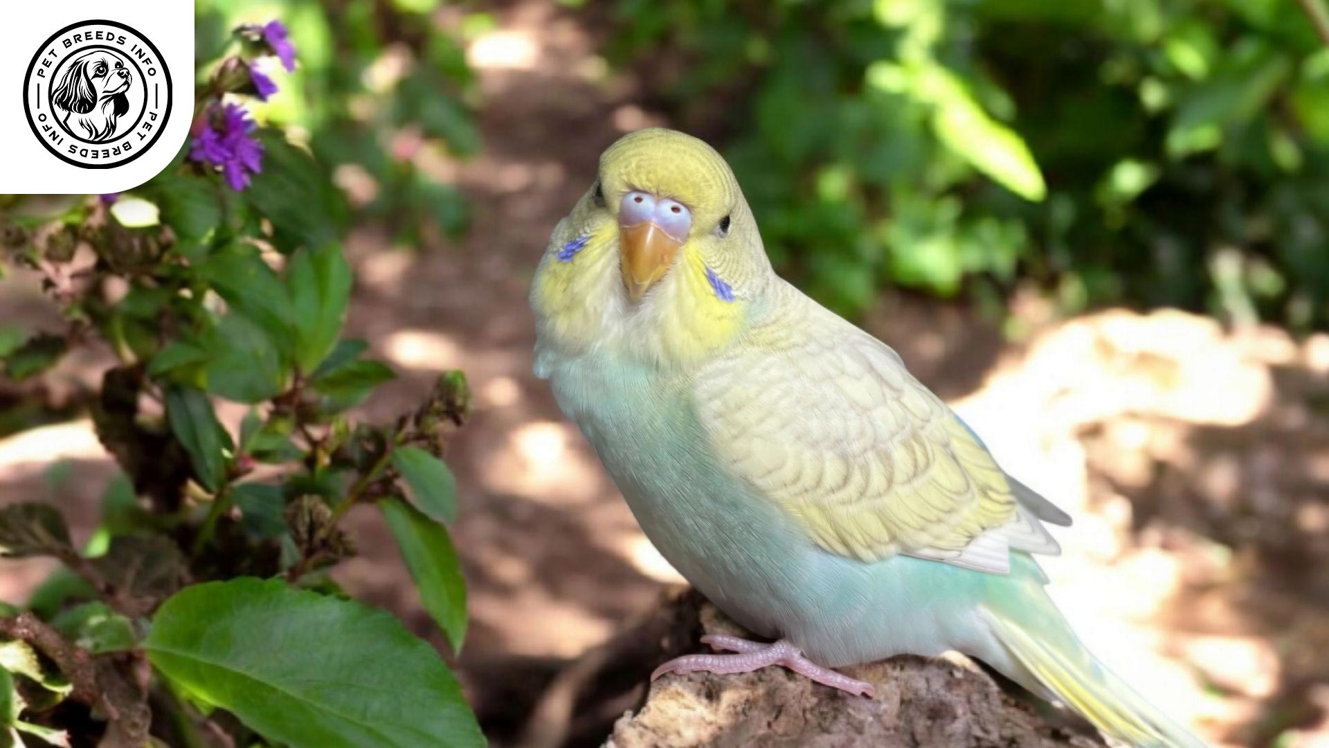 Rainbow Budgerigar Care