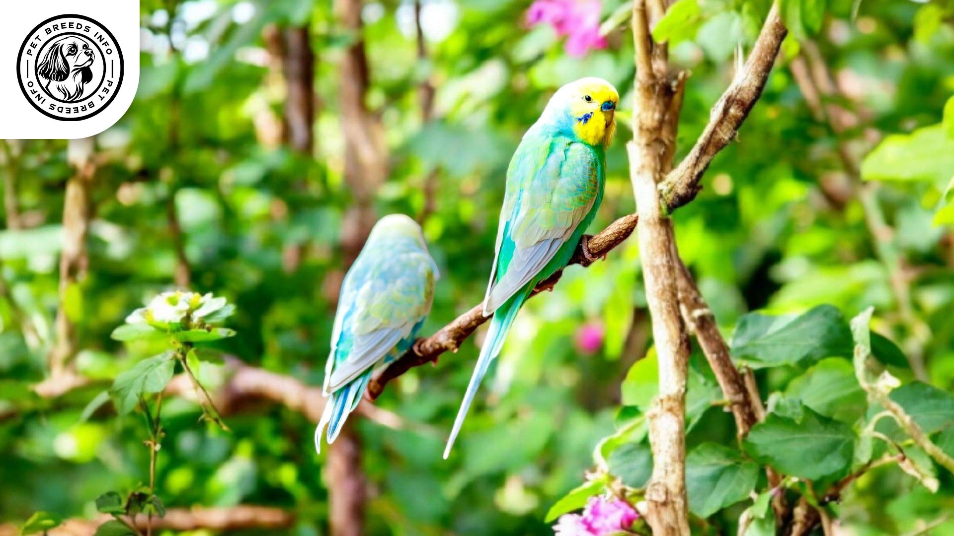 Rainbow Budgerigar Interaction