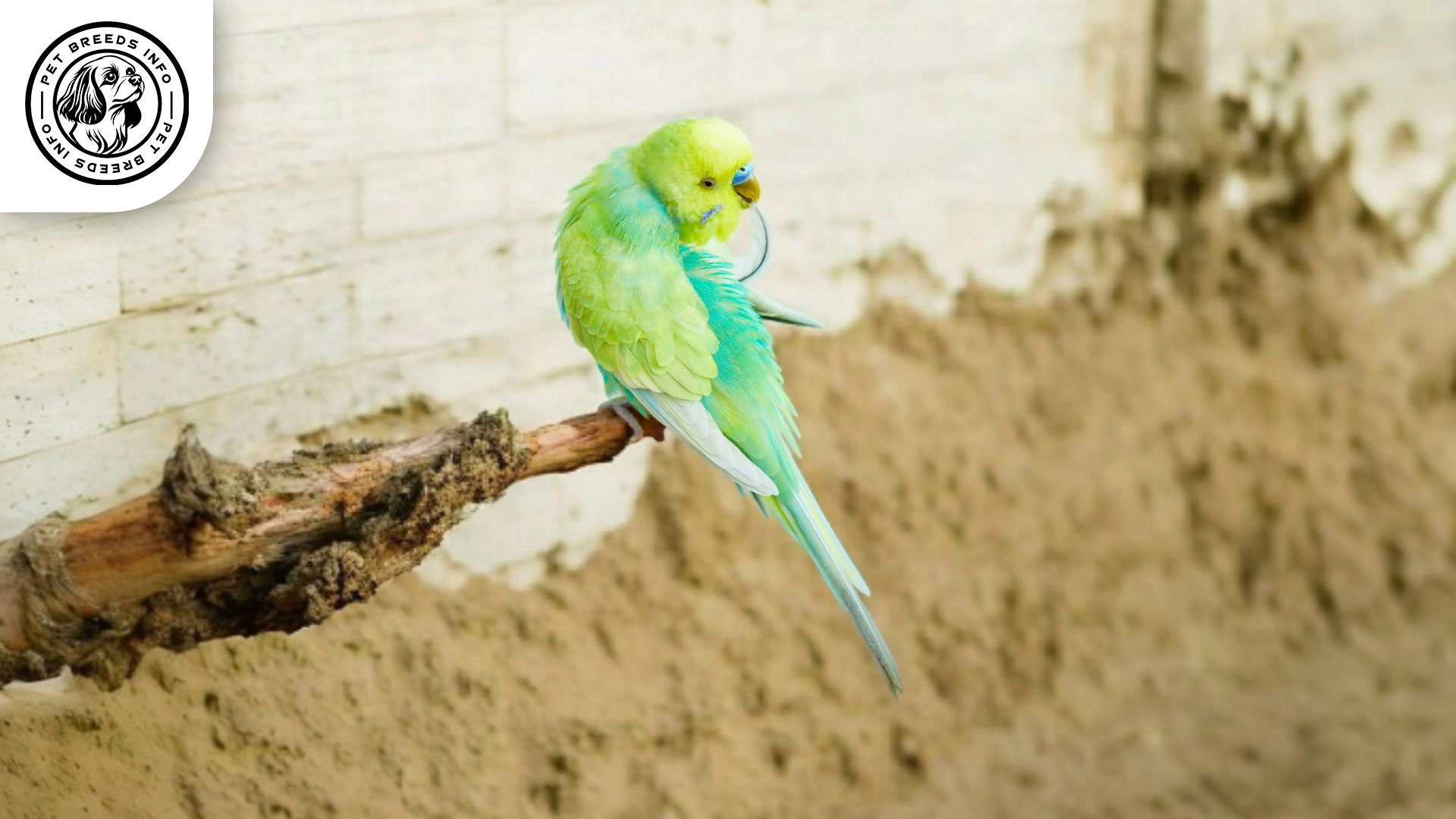 Rainbow Budgerigar Physical Characteristics