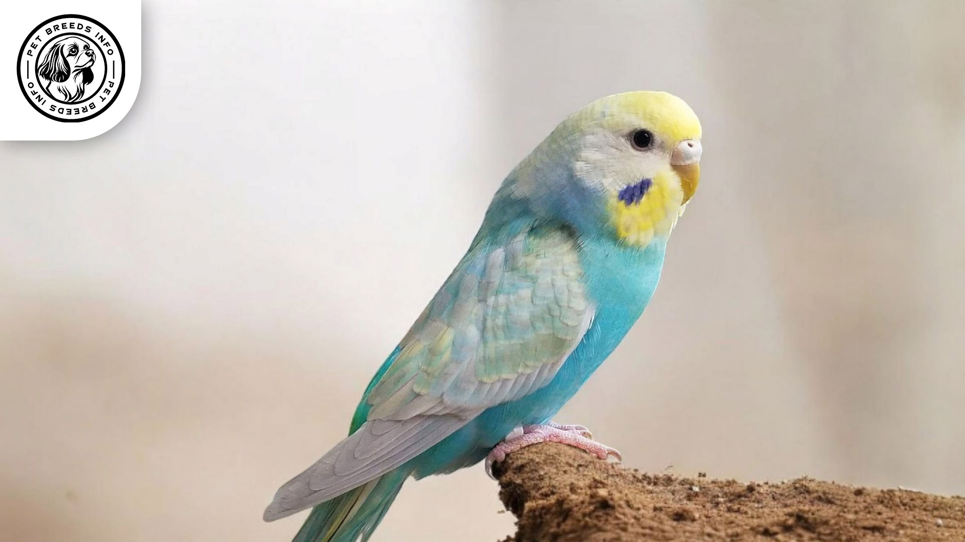 Rainbow Budgerigar