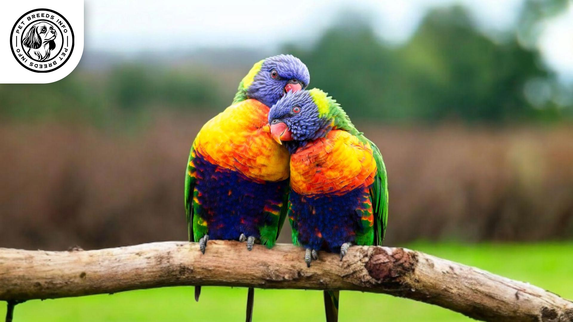 Rainbow Lorikeet Interaction