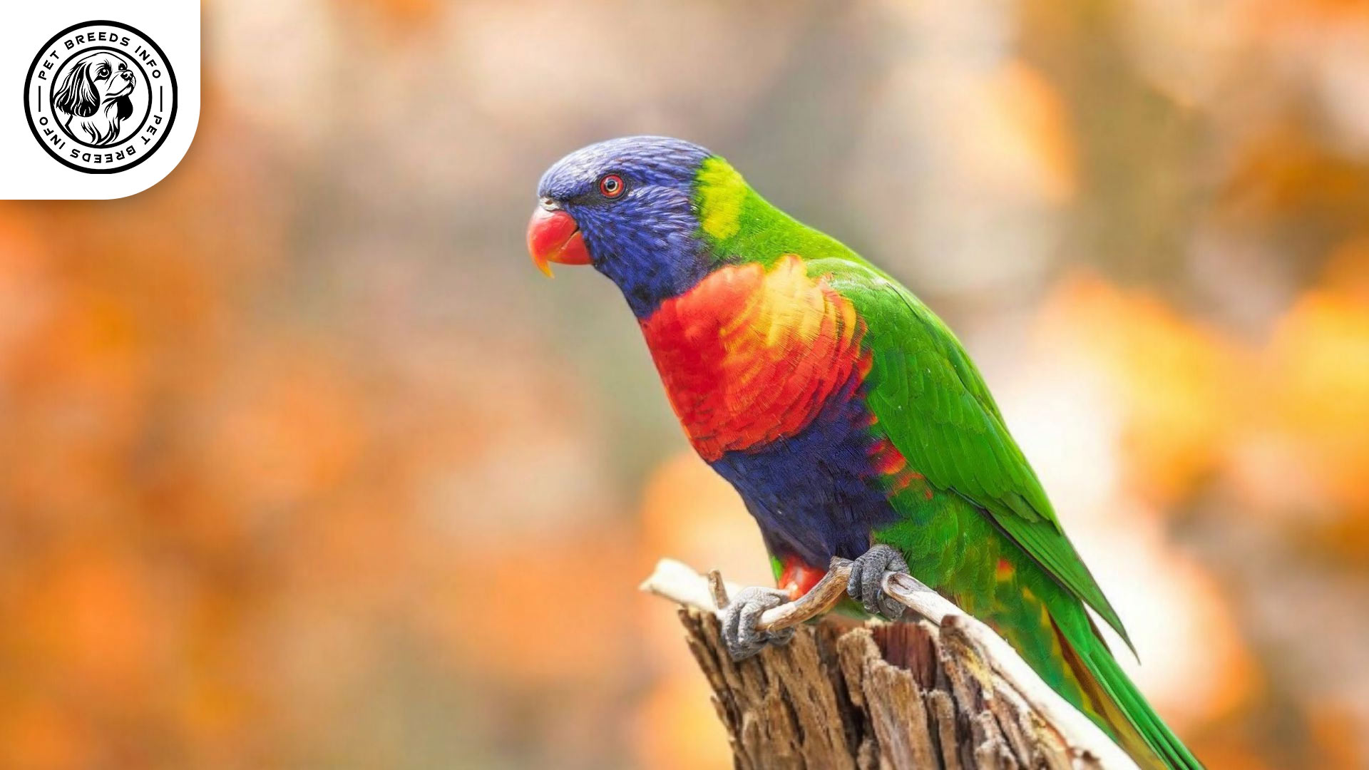 Rainbow Lorikeet