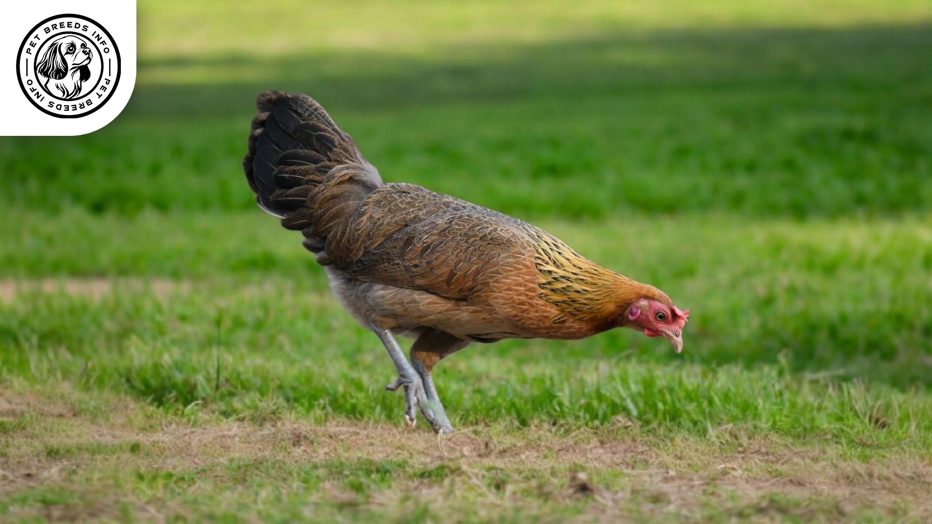 Red Junglefowl Care