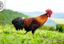 Red Junglefowl Chicken