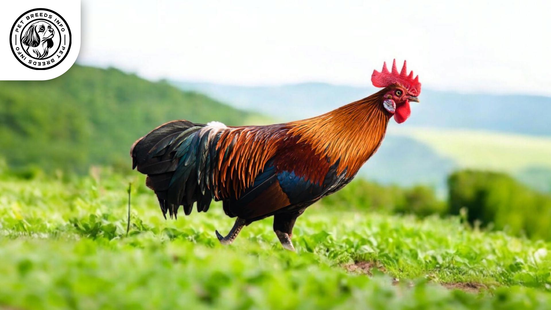 Red Junglefowl Chicken