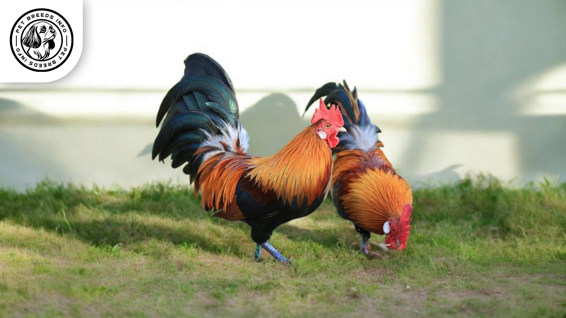 Red Junglefowl Interaction