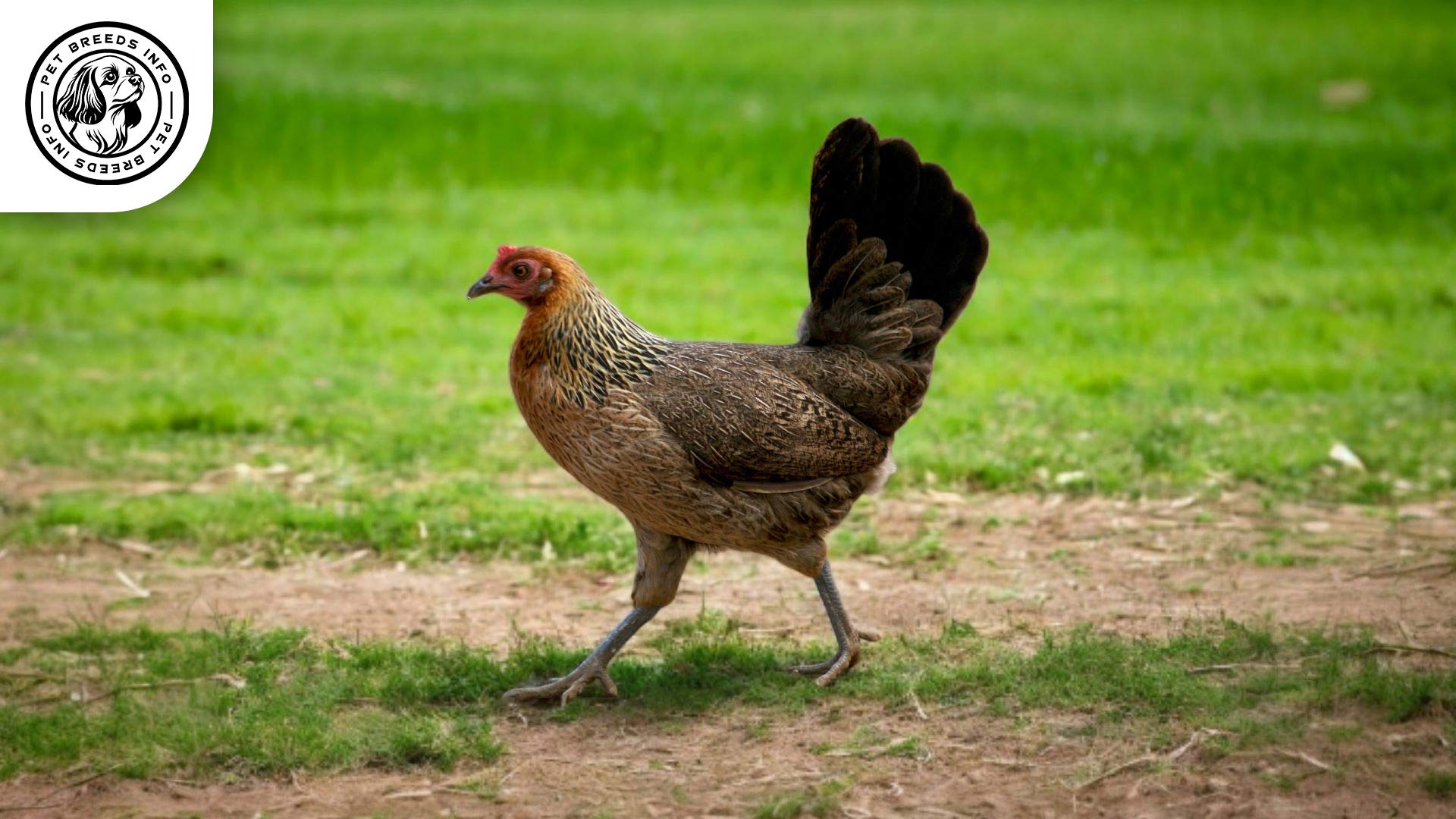 Red Junglefowl Physical Characteristics
