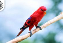 Red Lory Bird