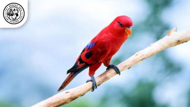 Red Lory Bird