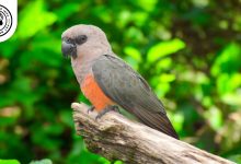 Red-bellied Parrot