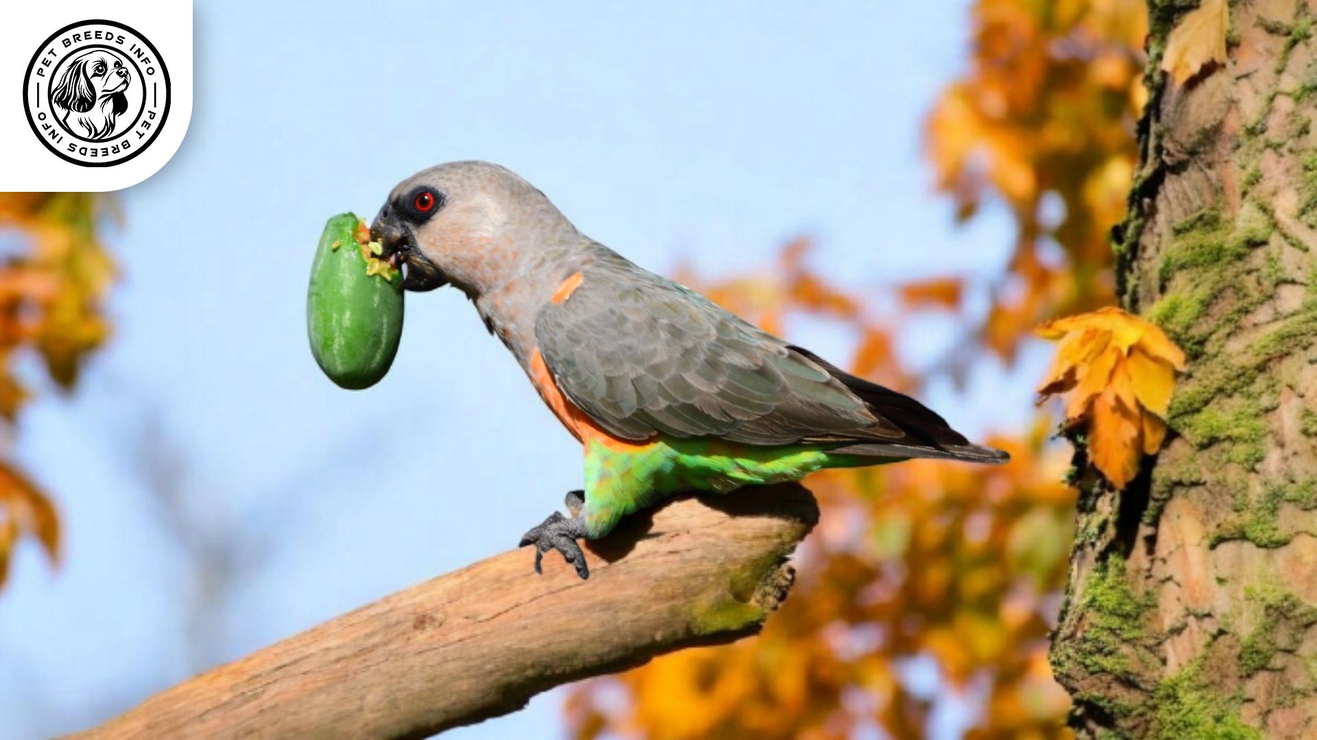 Red-bellied Parrot Diet