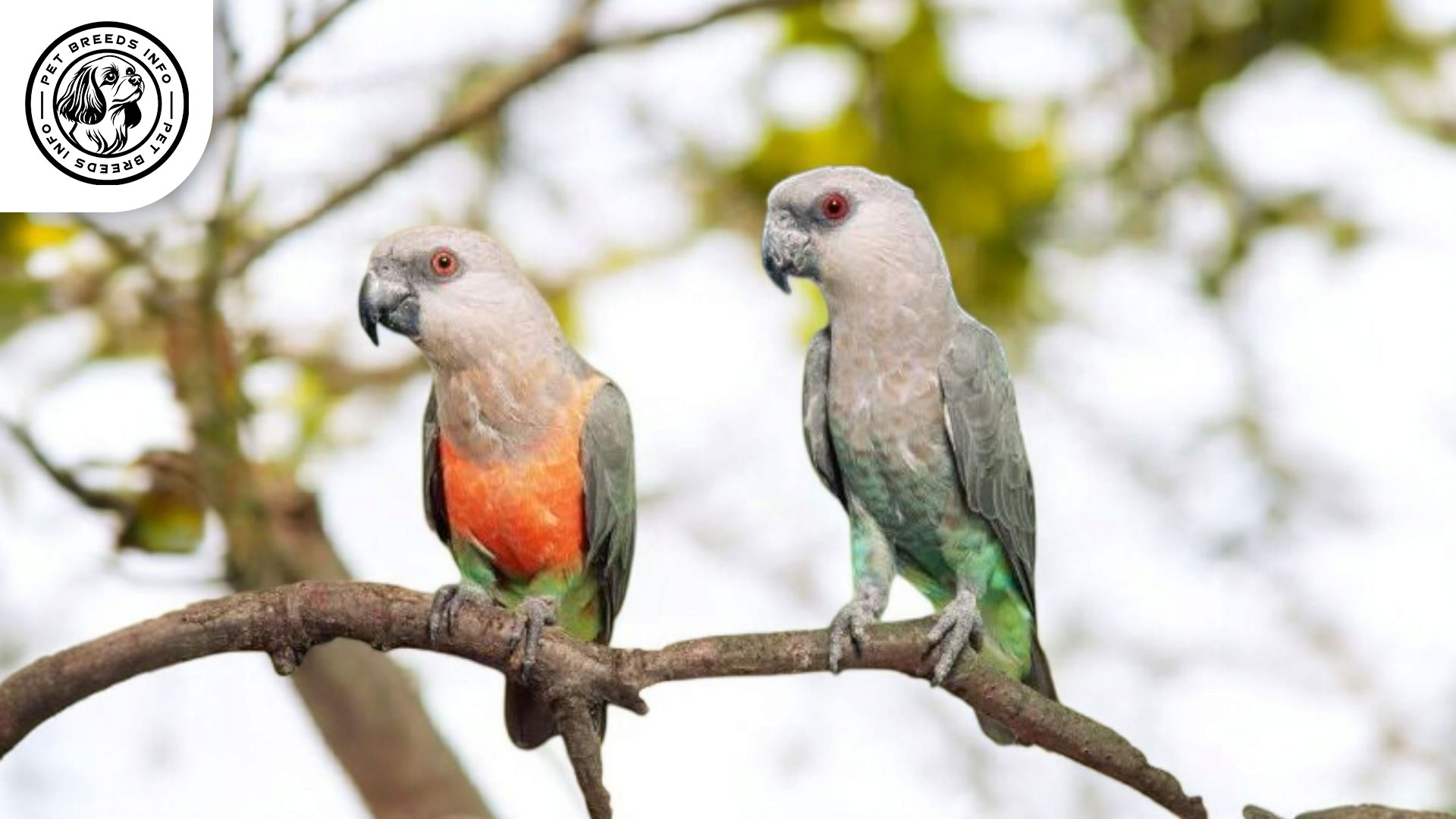 Red-bellied Parrot Interaction