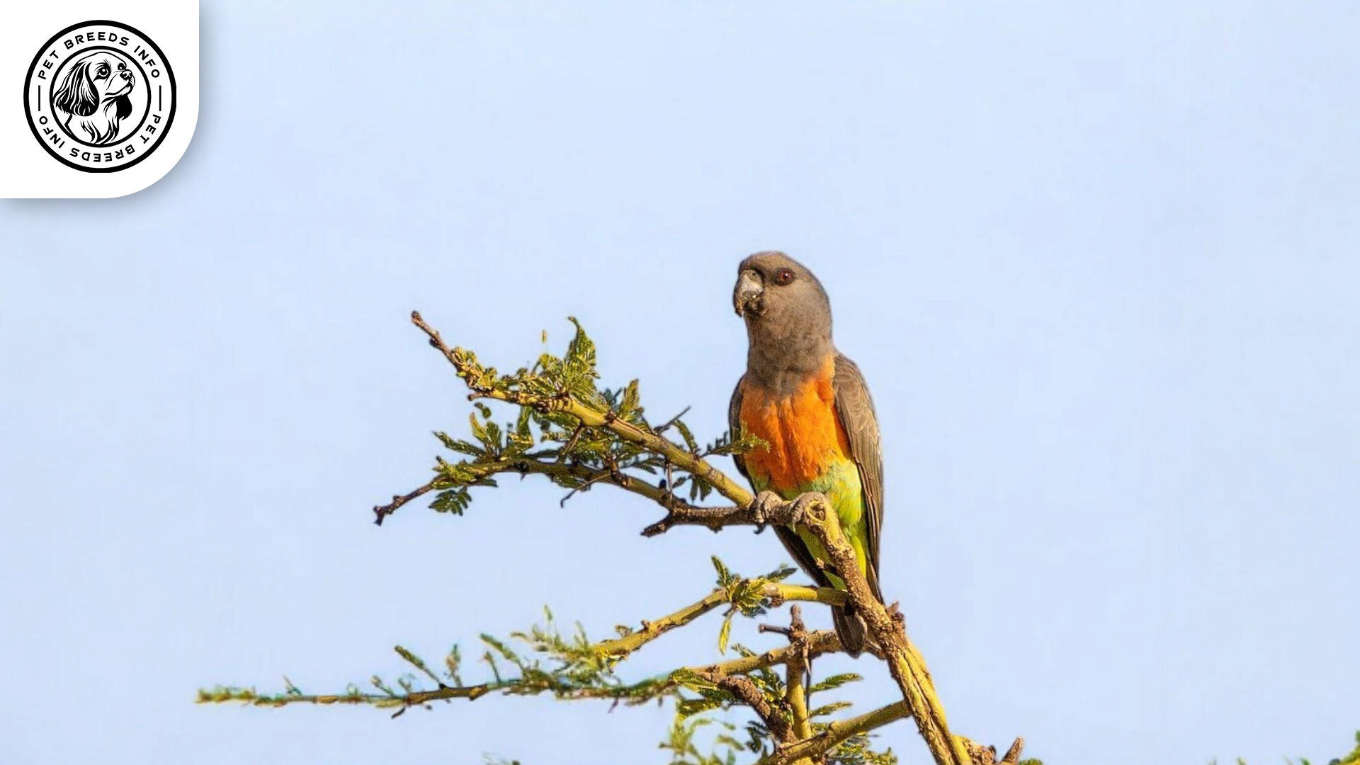 Red-bellied Parrot Physical Characteristics