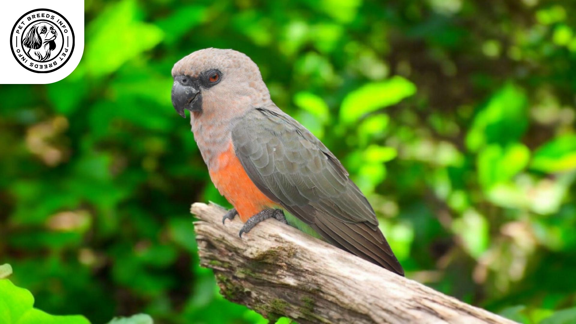 Red-bellied Parrot