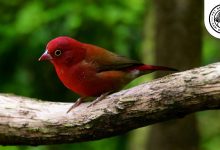 Red-billed Firefinch