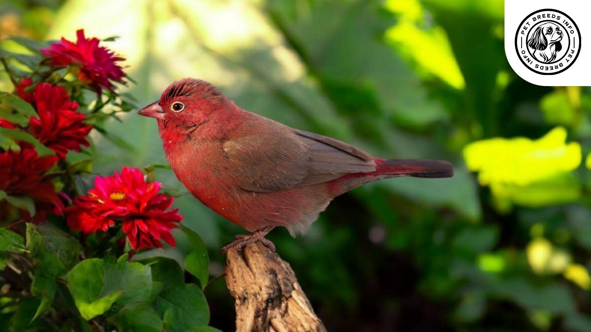 Red-billed Firefinch Care