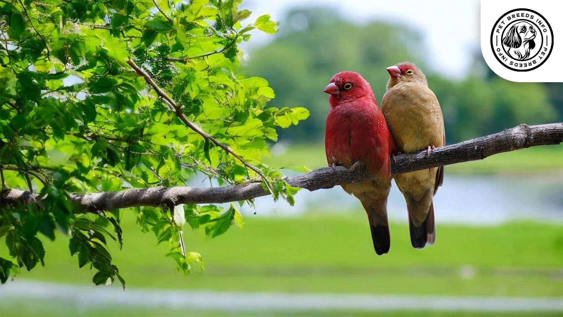 Red-billed Firefinch Interaction